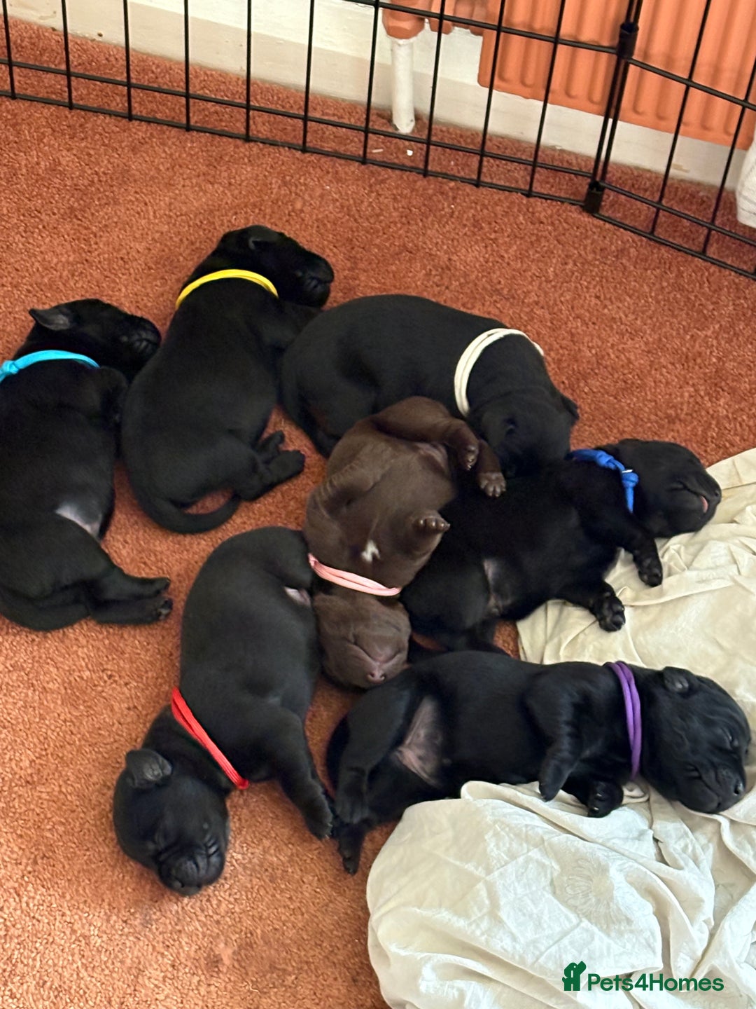 Labrador Retriever dogs for sale: Chunky Black Labrador puppies  - Image 2