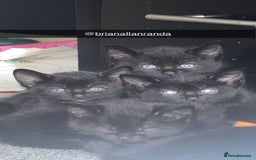 Bombay cats for sale: 5 beautiful babys - Image 1