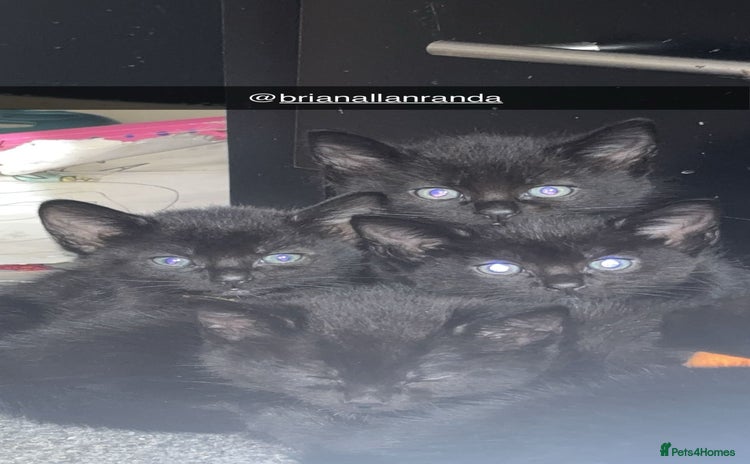 Bombay cats - Advert 1