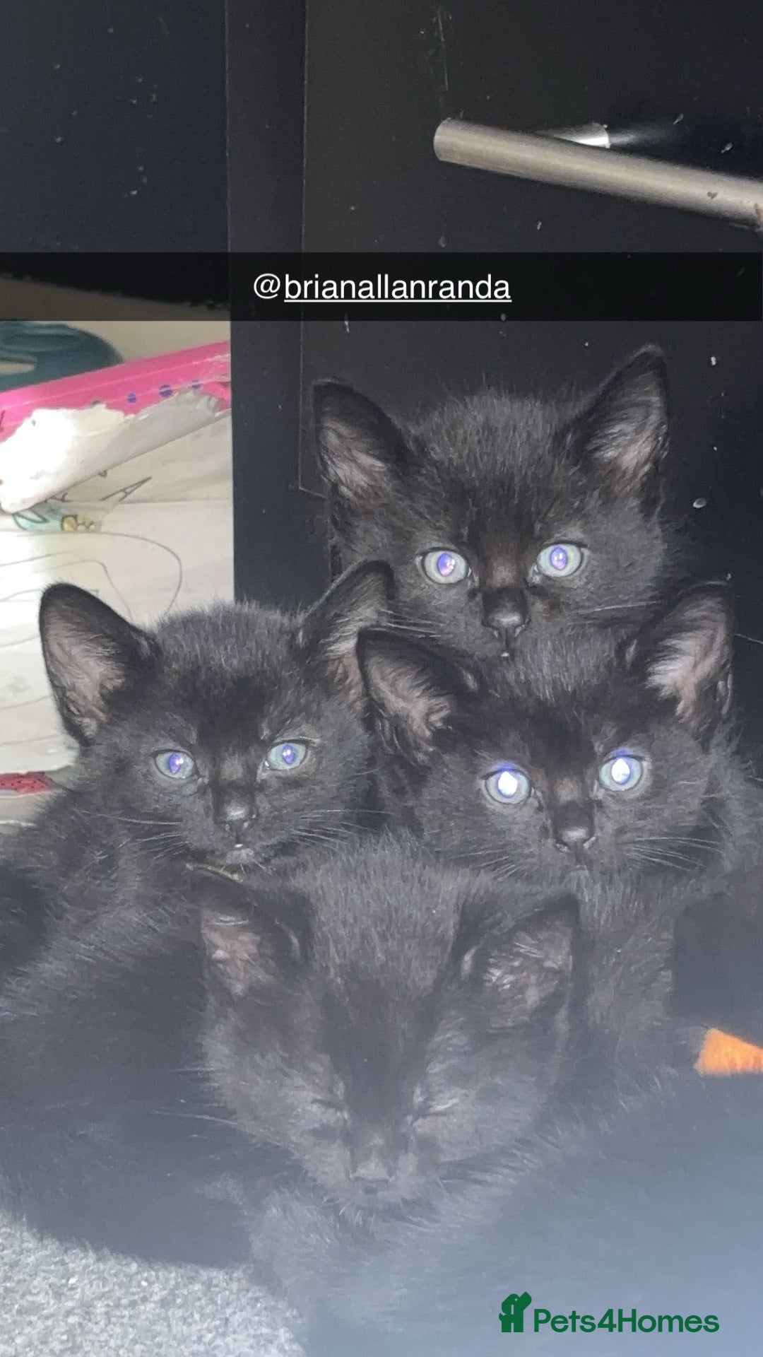 Bombay cats for sale: 5 beautiful babys - Image 1