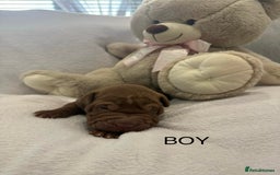 Shar Pei dogs for sale: 🔥 BEAUTIFUL SHARPEI PUPS 🔥  - Image 16