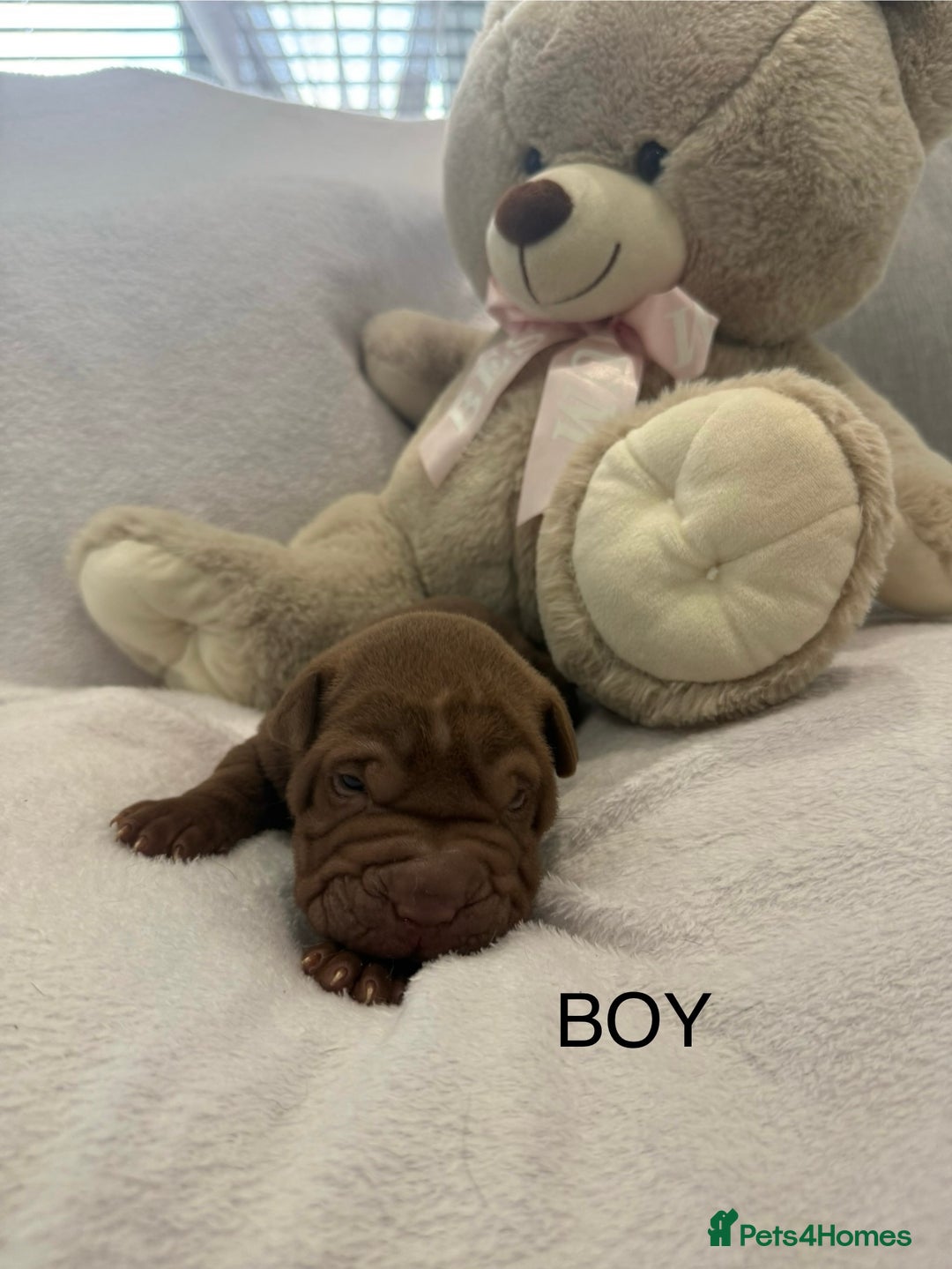 Shar Pei dogs for sale: 🔥 BEAUTIFUL SHARPEI PUPS 🔥  - Image 16