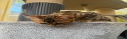 Bengal cats for sale: TICA 🔥 Pedigree health tested 🐾 Bengal Kittens  - Advert 29