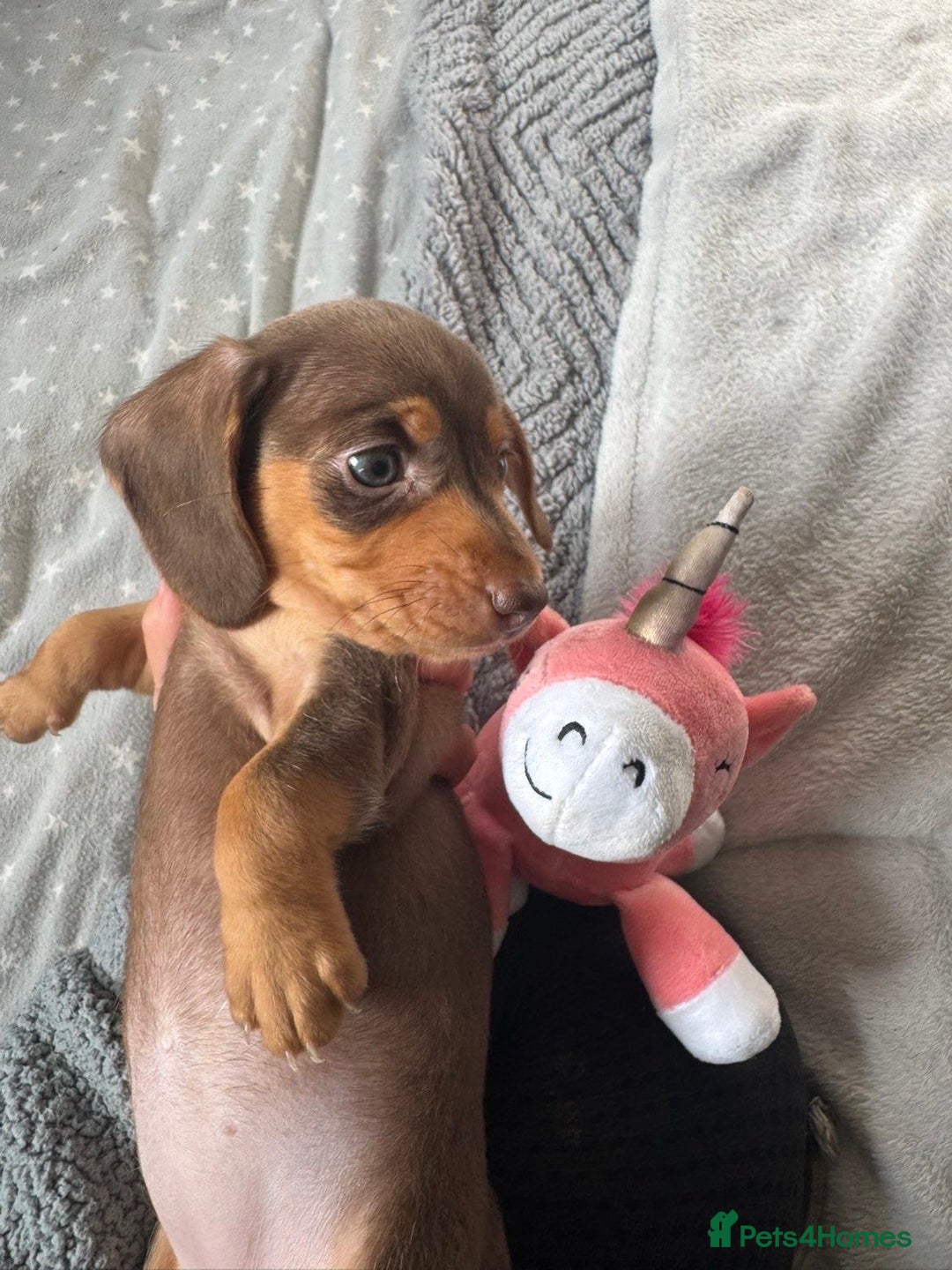 Miniature Dachshund dogs for sale: Miniature dachshunds for sale  - Advert 16