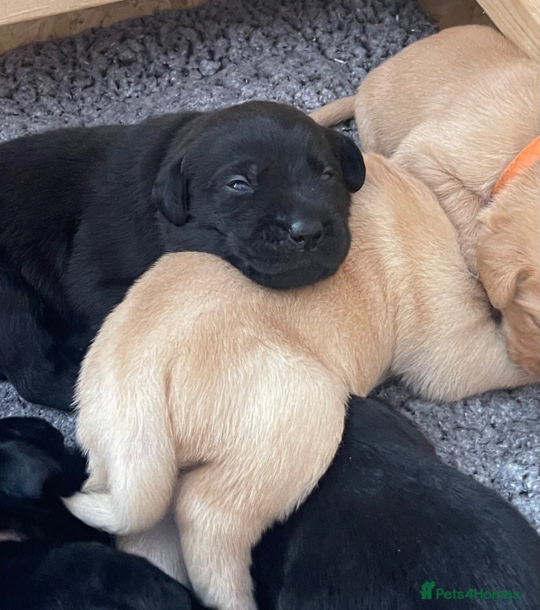 Labrador Retriever dogs for sale: Beautiful Lab Puppies! - Image 2