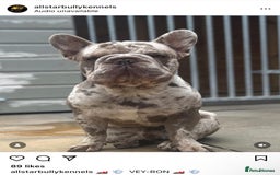 French Bulldog dogs for sale: beautiful frenchies - Image 7