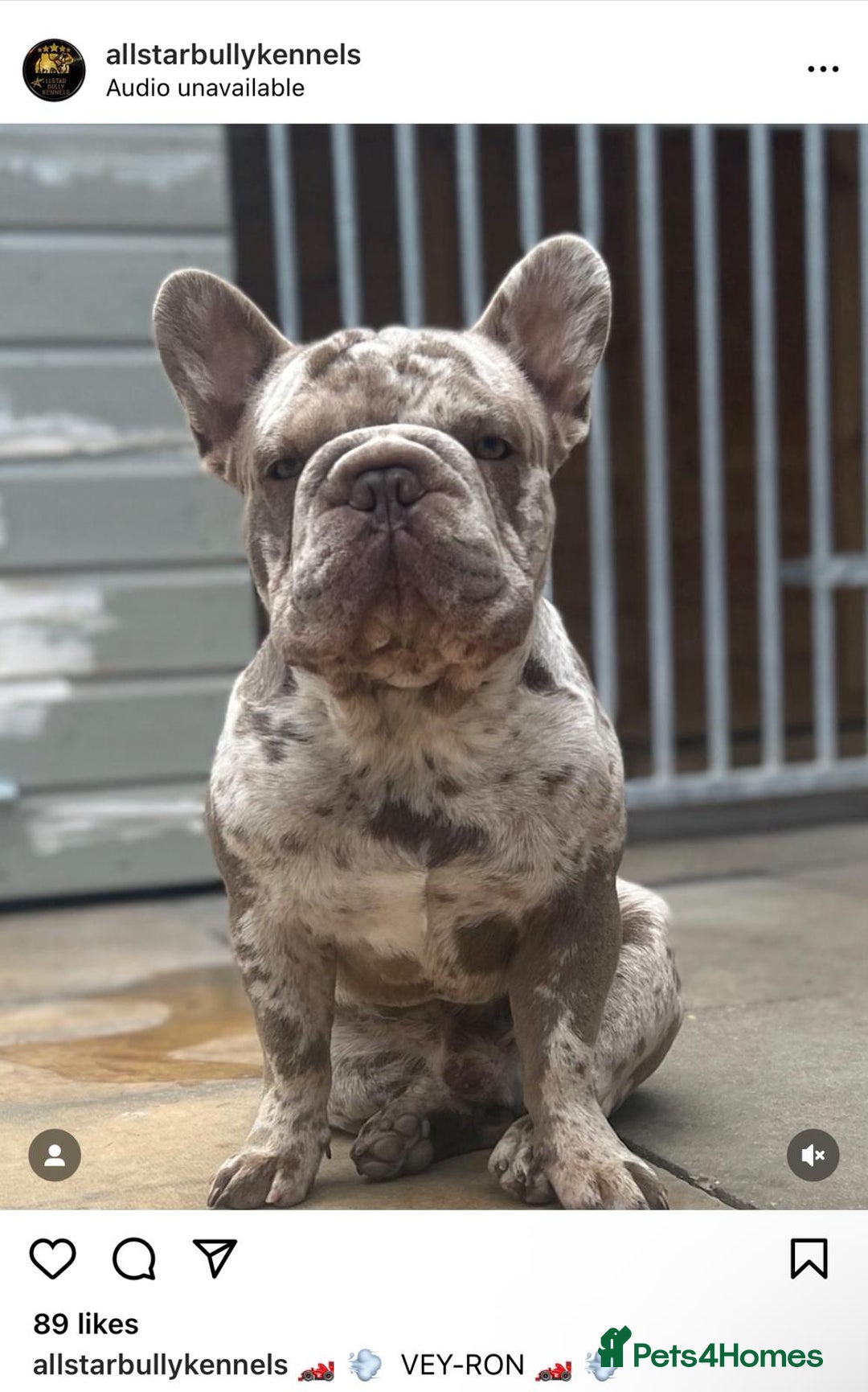 French Bulldog dogs for sale: beautiful frenchies - Image 7