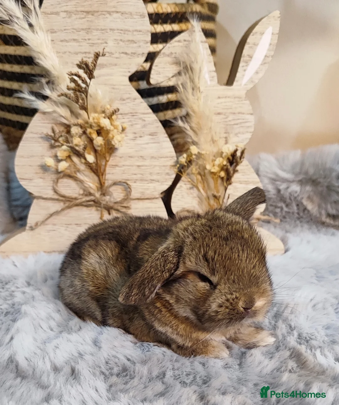 Mini Lop rabbits for sale: Beautiful mini lop x mini lop lion head  - Advert 7