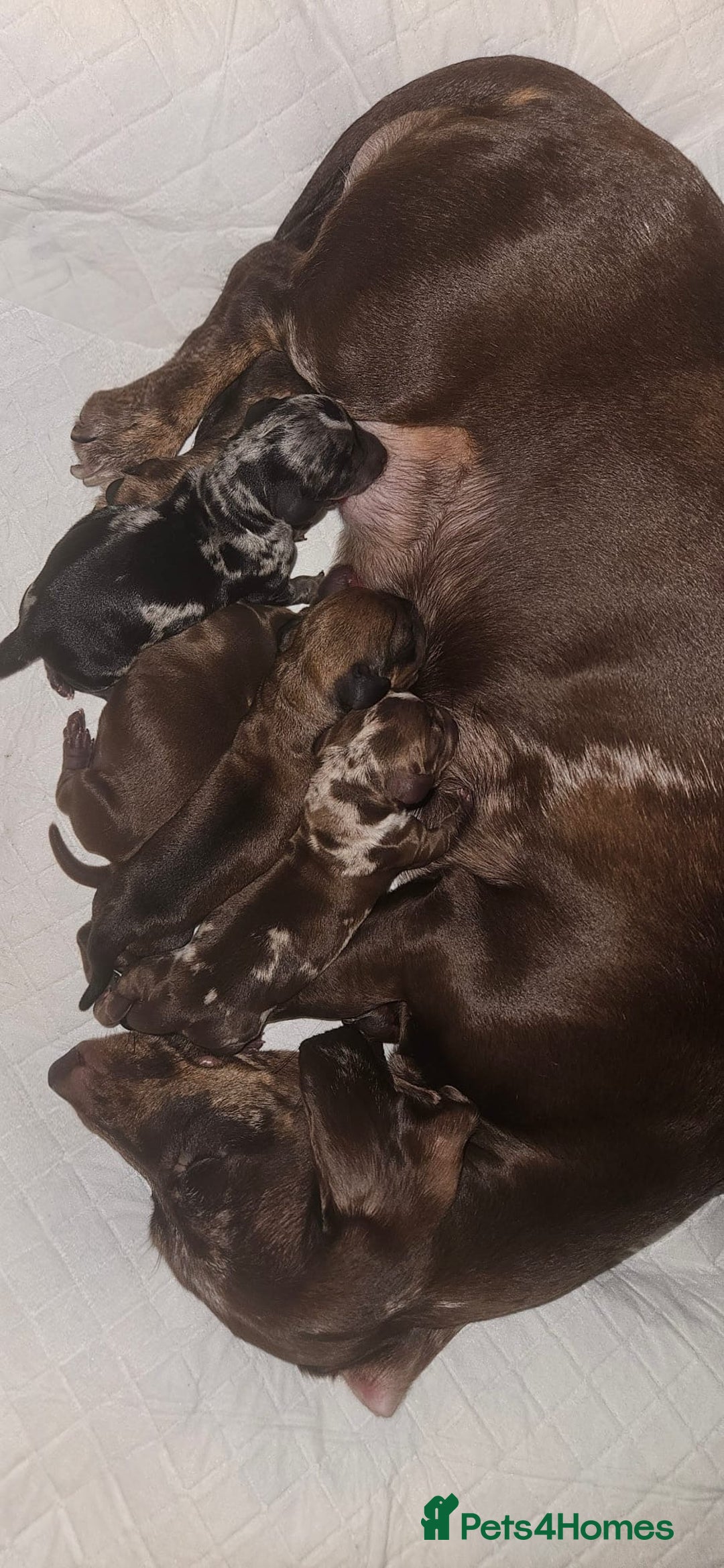 Miniature Dachshund dogs for sale: Miniature dachshunds girls  - Advert 7