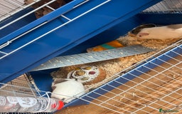 Guinea Pig rodents for sale: 2 gorgeous male ginnie pigs  - Advert 3