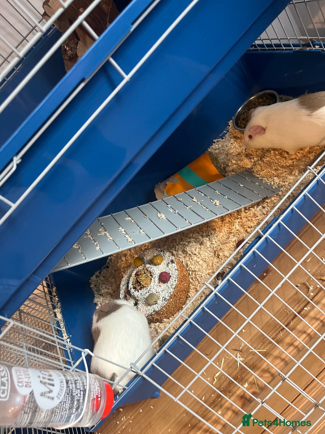 Guinea Pig rodents for sale: 2 gorgeous male ginnie pigs  - Advert 3
