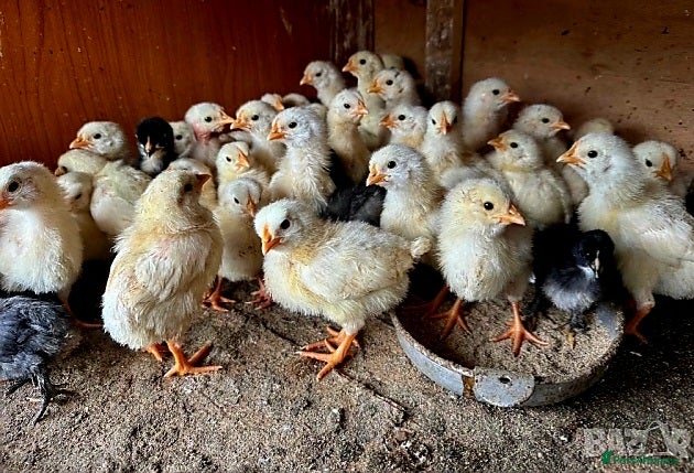 Chickens poultry for sale: Leghorn  - Advert 1