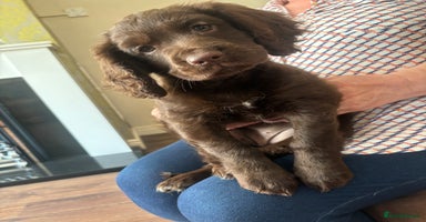 Cocker Spaniel dogs - Advert 16