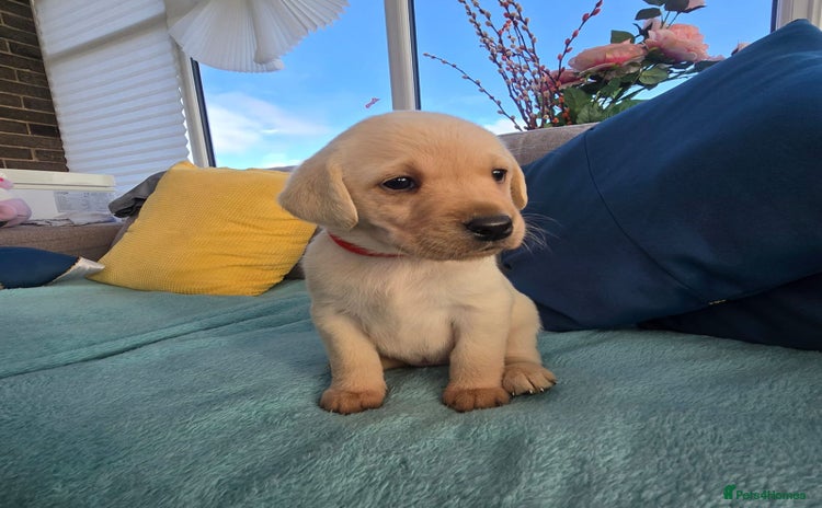 Labrador Retriever dogs Snow-White Labrador Puppies - Advert 1