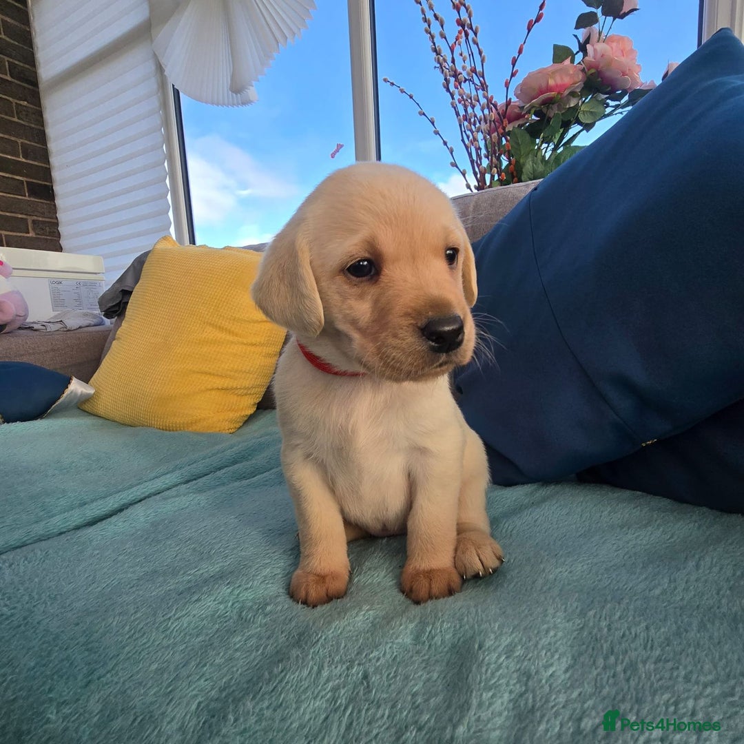 Labrador Retriever dogs for sale: Snow-White Labrador Puppies - Advert 1