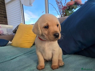 Labrador Retriever dogs Snow-White Labrador Puppies - Advert 1