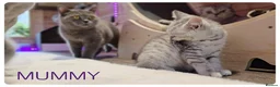 Scottish Fold cats for sale: Beautiful Scottish Fold,British & Munchkin Kittens - Advert 10