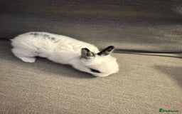 Dwarf Hotot rabbits for sale: Baby bunny  - Image 6