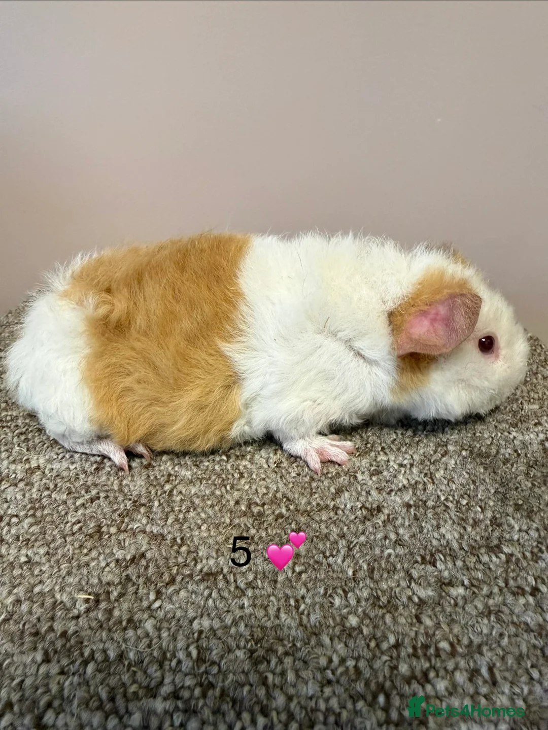 Guinea Pig rodents for sale: Rex & Teddy sows - Advert 9