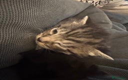 British Shorthair cats for sale: Kittens  - Advert 6