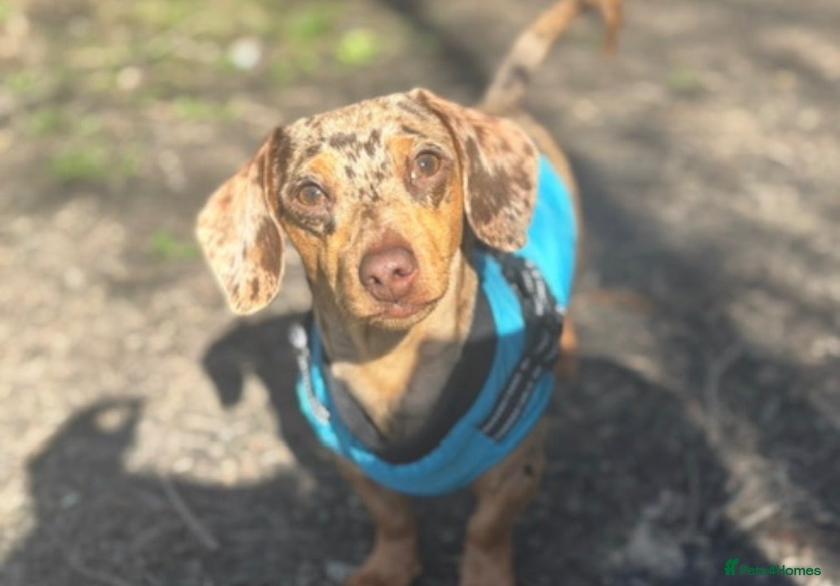 Miniature Dachshund dogs 🔥Miniature Dachshund🔥KC registered🔥Proven Stud - Advert 2
