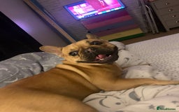 French Bulldog dogs for adoption: ❤️DORIS-LITTLE FRENCHIE GIRL WITH BIG PERSONALITY - Advert 5