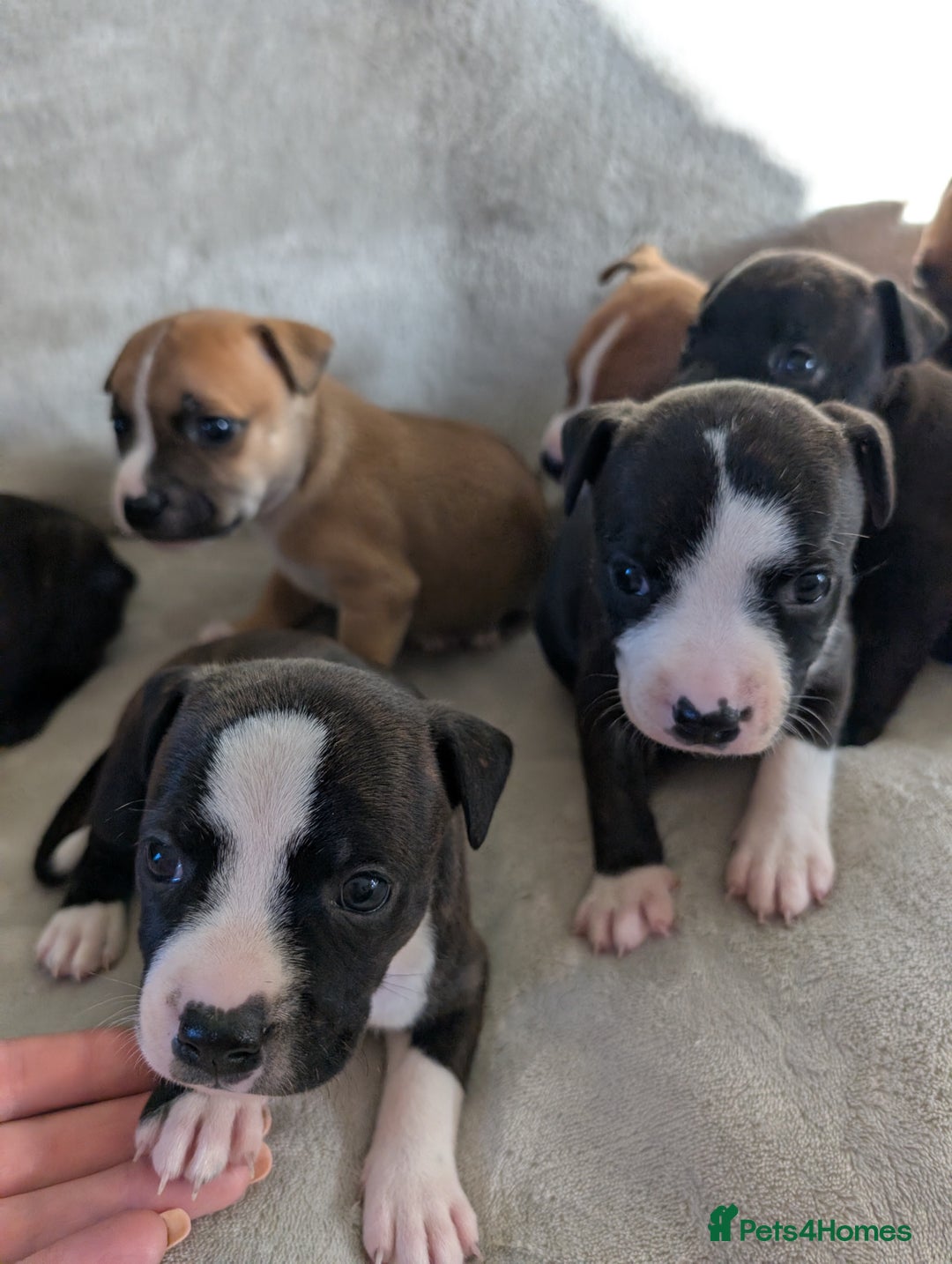 Staffordshire Bull Terrier dogs for sale: Stunning Staffordshire bull terrier puppies  - Advert 7