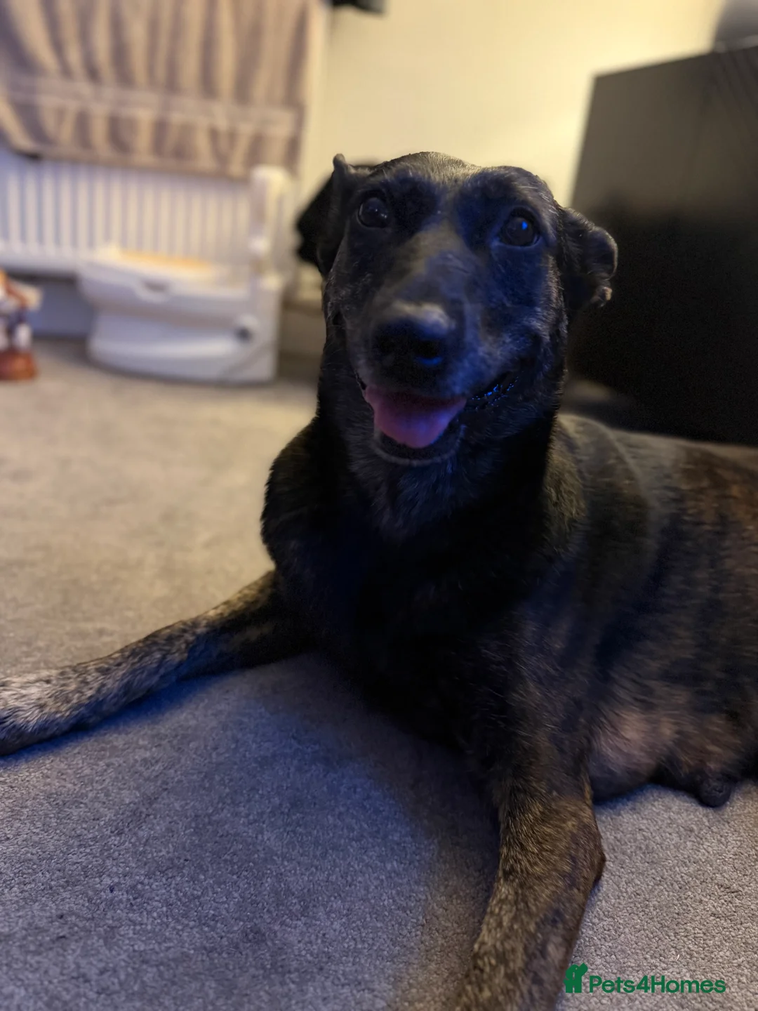 Mixed Breed dogs for sale: WORKING LINE BULLHERDER DOGS FOR SALE  in Preston - Advert 9