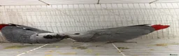 Parrots birds for sale: Young African greys closed rung with cities  in Leeds - Advert 6