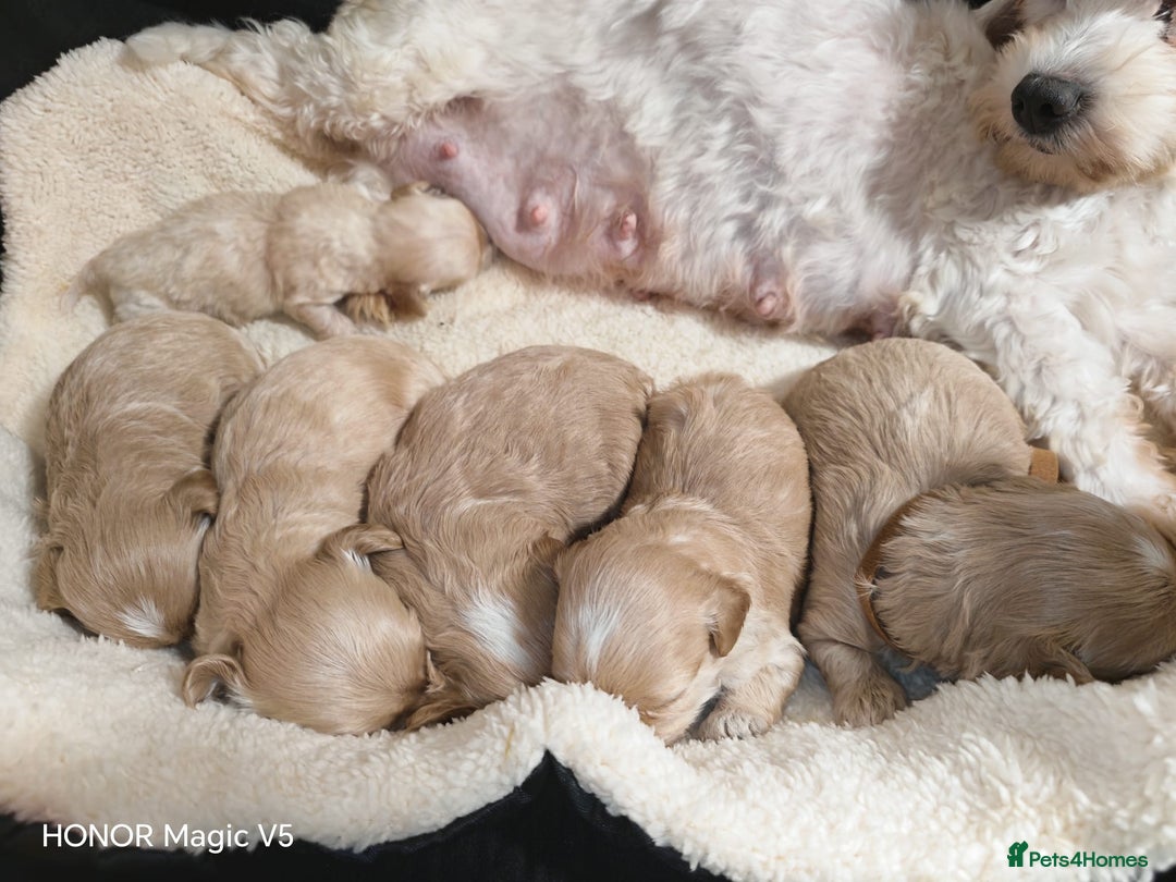 Maltipoo dogs for sale: Miniature Maltipoo Ready to leave soon - Advert 5