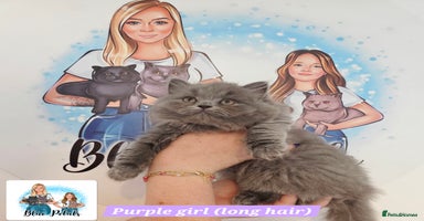 British Shorthair cats - Advert 13