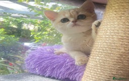 British Shorthair cats for sale: Pure breed British shorthair blue &  golden kitten - Image 14