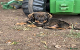 Dachshund dogs for sale: The most beautiful Tweenies  - Image 2