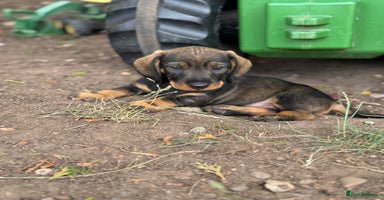 Dachshund dogs - Advert 3