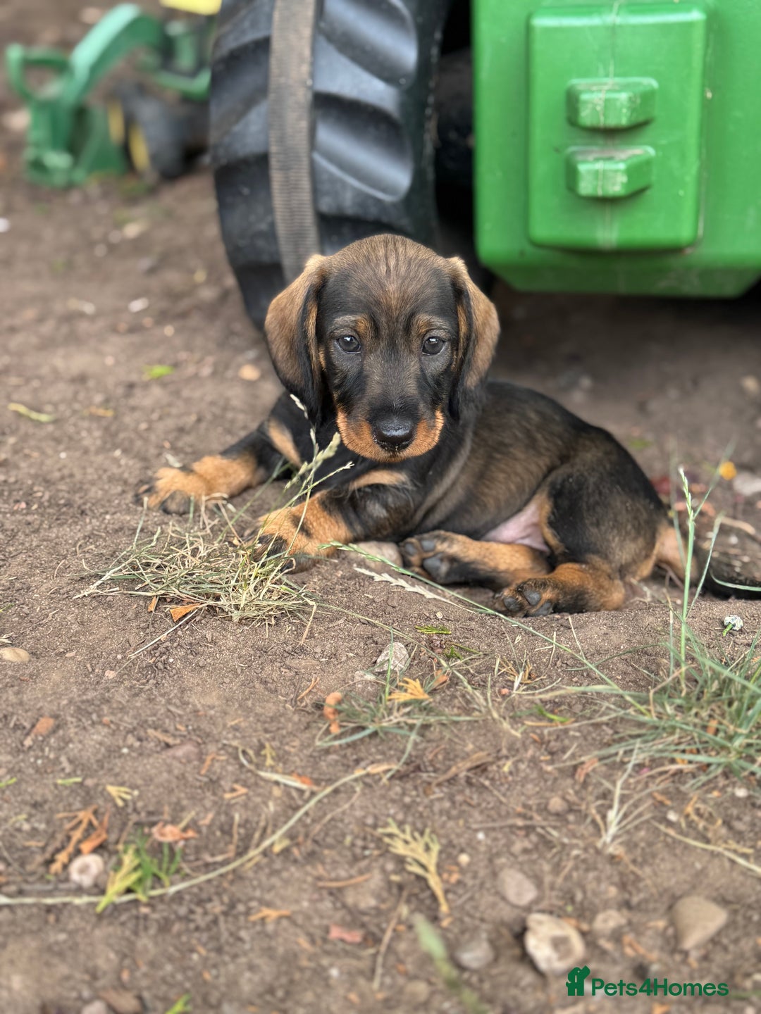 Dachshund dogs for sale: The most beautiful Tweenies  - Image 2