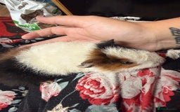 Guinea Pig rodents for sale: Guinea pig babies  - Image 5