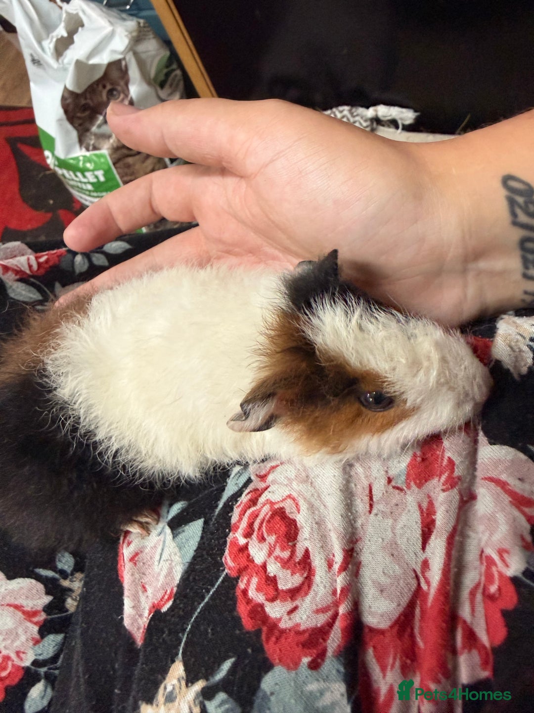 Guinea Pig rodents for sale: Guinea pig babies  - Image 5