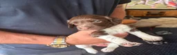 English Springer Spaniel dogs for sale: Working springer spaniels - Advert 5