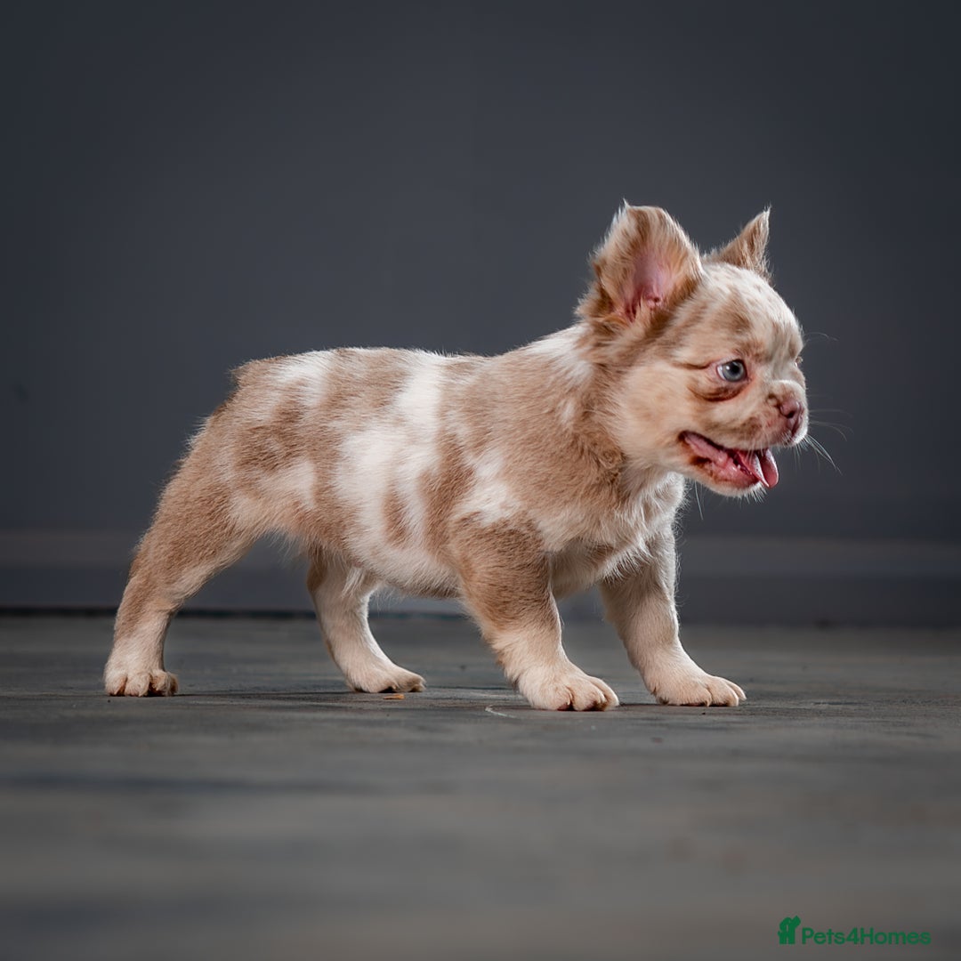 French Bulldog dogs for sale: QUALITY FLUFFY FRENCHIE'S  - Image 4