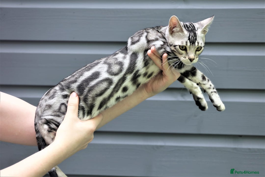 Bengal cats for sale: Import Bloodline Snow & Brown Clouded Bengals in Nelson - Advert 6