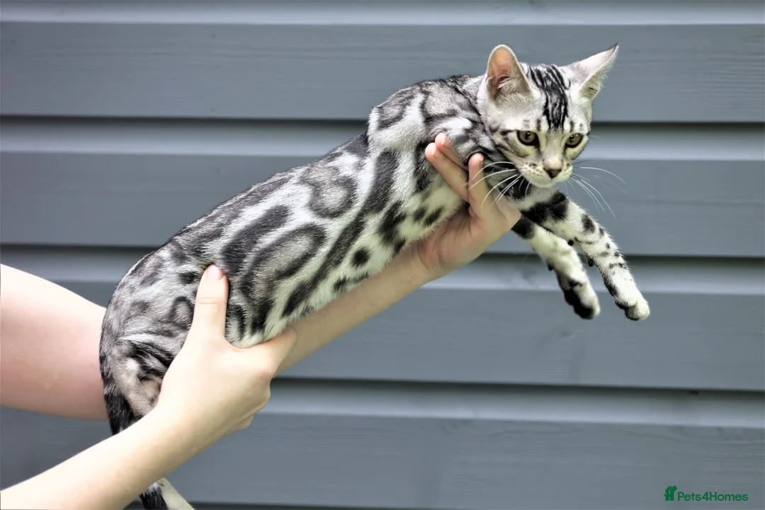 Bengal cats for sale: Import Bloodline Snow & Brown Clouded Bengals in Nelson - Advert 3