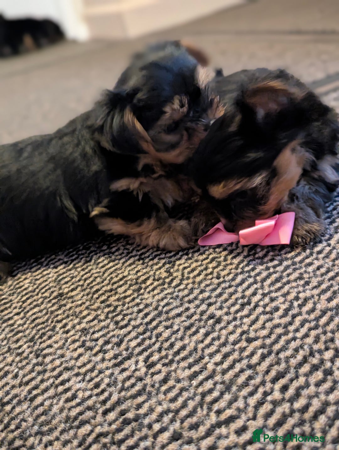 Yorkshire Terrier dogs for sale: Adorable Yorkshire terrier puppies available  - Image 10