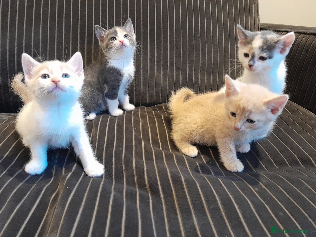 Mixed Breed cats for sale: Beautifully marked kittens  - Image 9