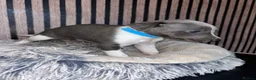 Whippet dogs for sale: Whippet pups for sale x5 boys x1 Girl - Advert 7