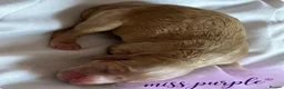 Cockapoo dogs for sale: Cockapoo rainbow litter 🌈  - Advert 9