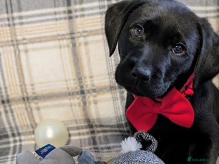 Labrador Retriever dogs Stunning labrador puppies from good working lines - Advert 16