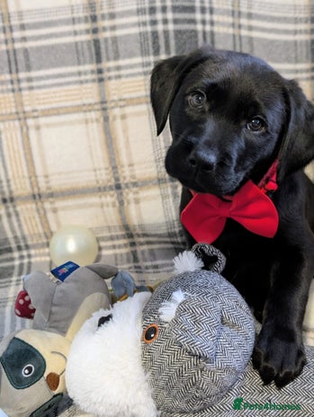 Labrador Retriever dogs Stunning labrador puppies from good working lines - Advert 15