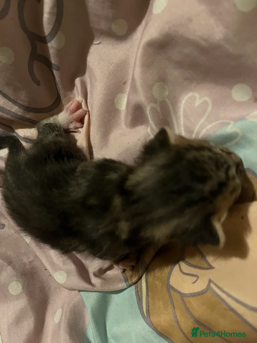 Mixed Breed cats for sale: Gorgeous bengal cross kittens  - Advert 11