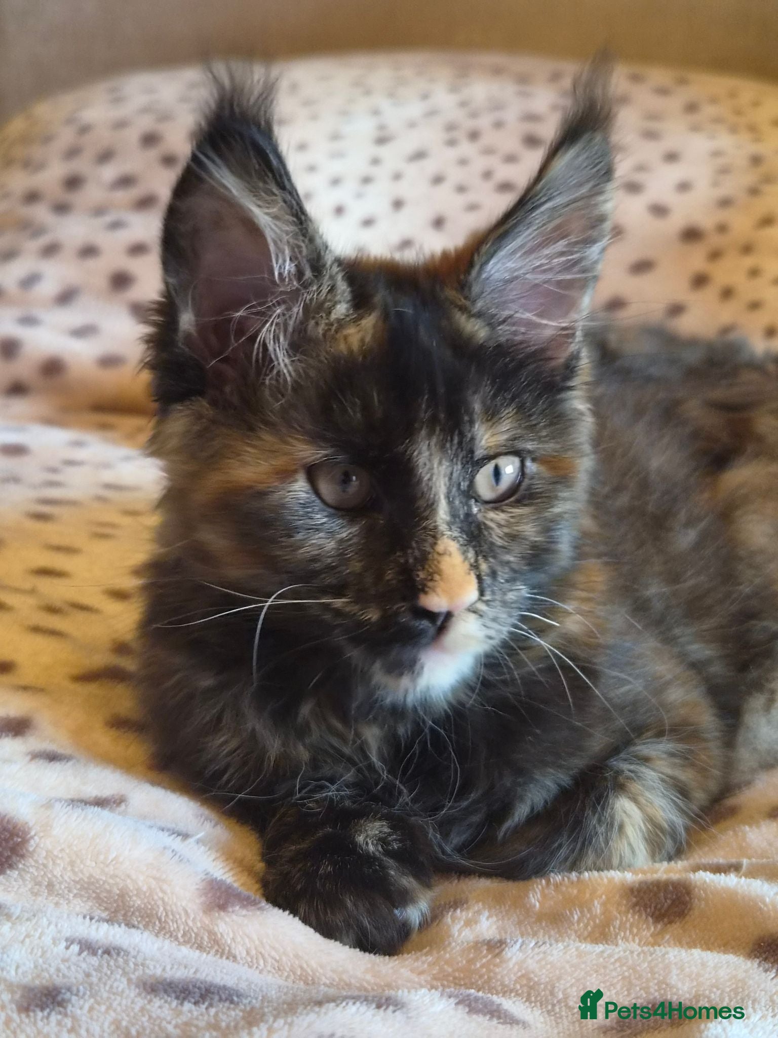Maine Coon cats !!LAST TICA REGISTERED MAINE COON!! - Advert 1