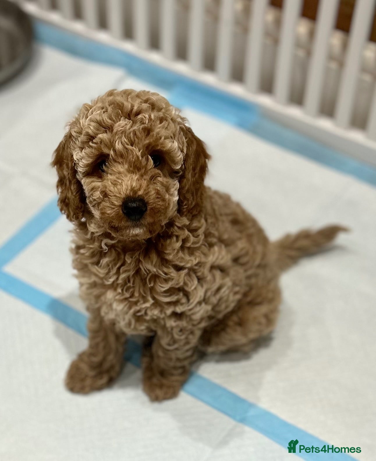 Miniature Poodle dogs Beautiful Miniature Poodles - Advert 6